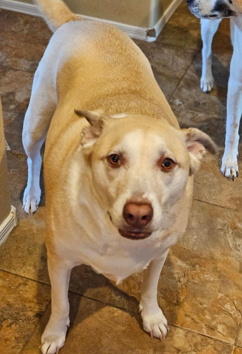Enlarge Cindy Lou, a Adoptable mixed breed in Anthem, AZ image 2/6