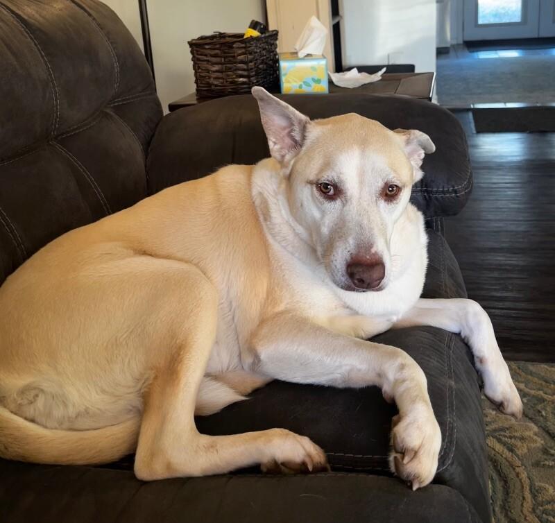 Enlarge Cindy Lou, a Adoptable mixed breed in Anthem, AZ image 4/6