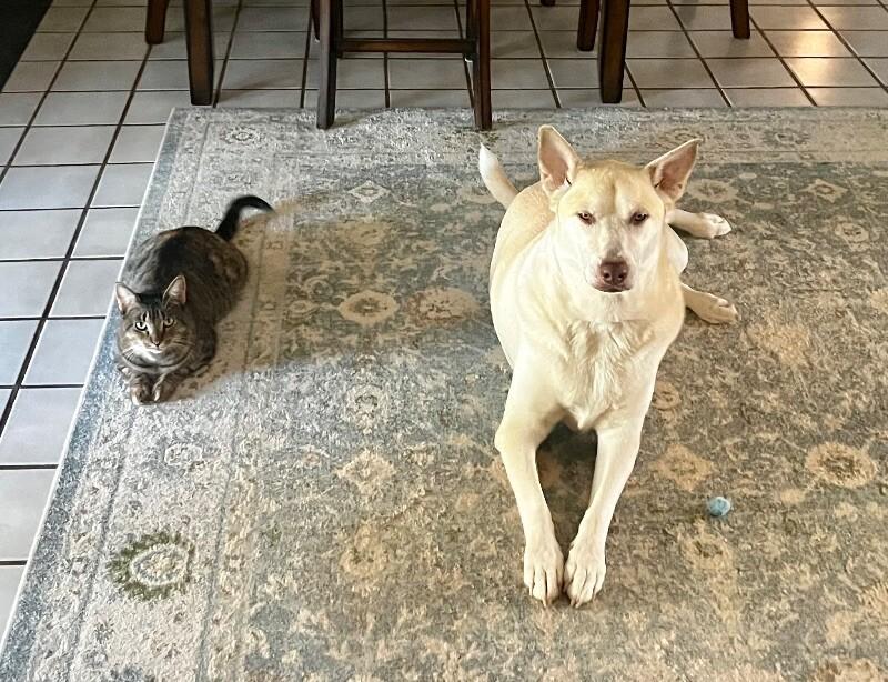 Enlarge Cindy Lou, a Adoptable mixed breed in Anthem, AZ image 6/6