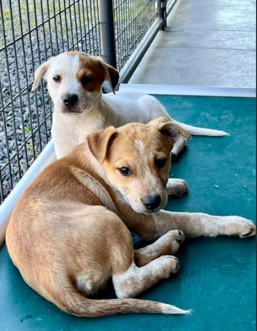 Otto, Adoptable, Puppy Male Australian Cattle Dog / Blue Heeler.
