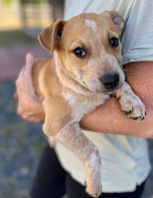 Enlarge Otto, a Adoptable mixed breed in Mocksville, NC image 2/4