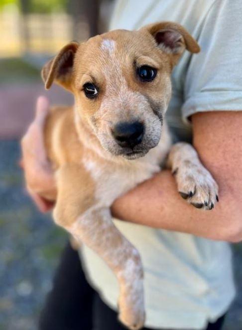 Enlarge Otto, a Adoptable mixed breed in Mocksville, NC image 4/4