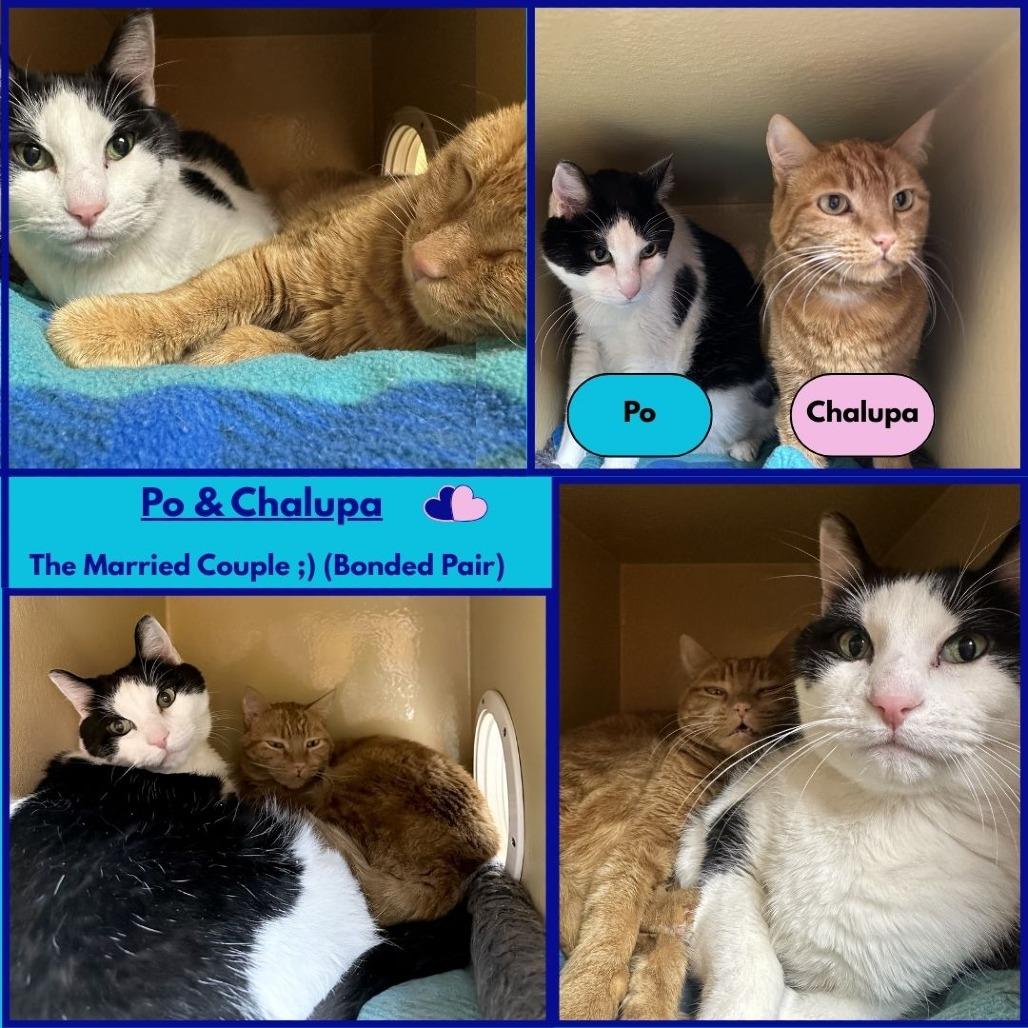 Chalupa, Adoptable, Adult Female Domestic Short Hair.