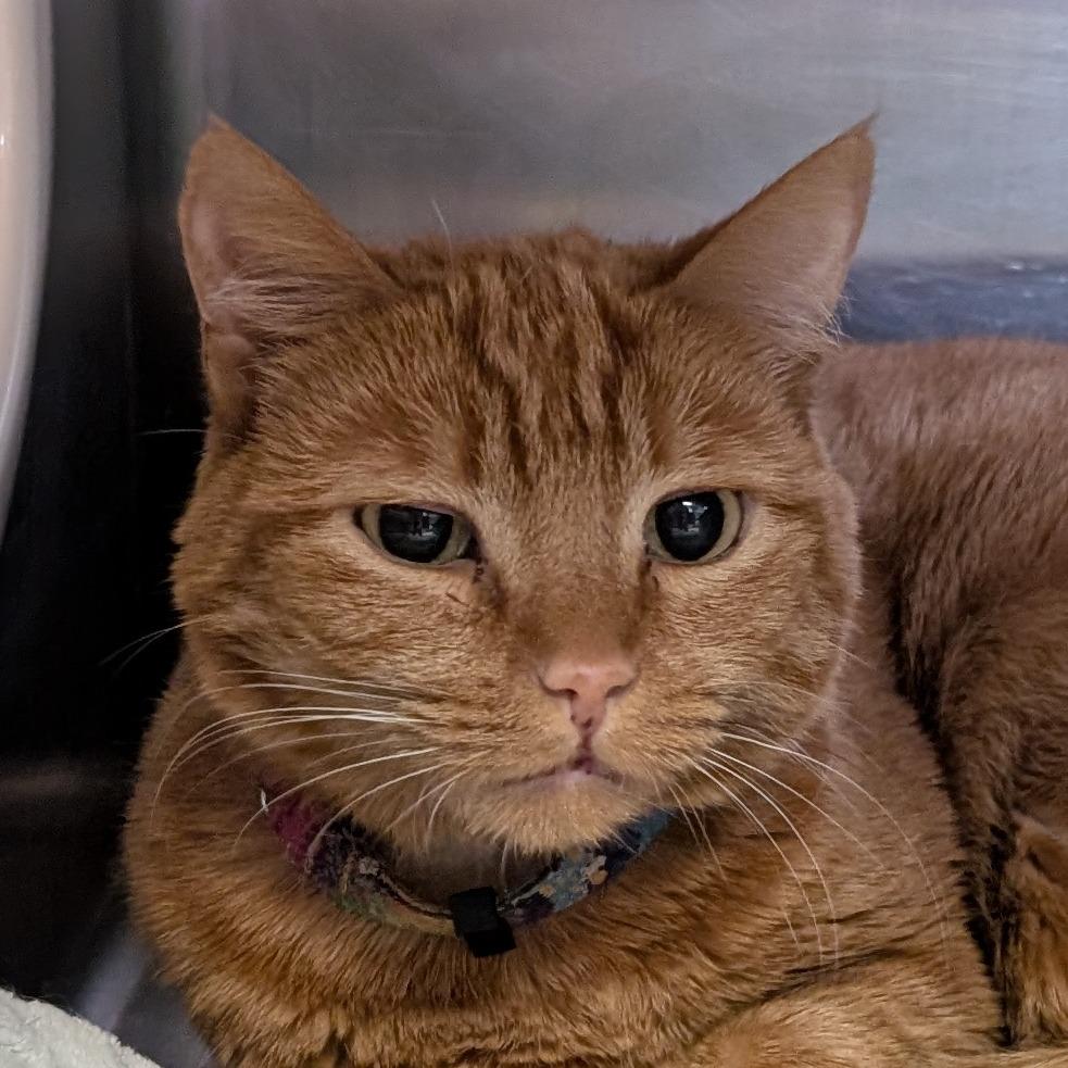 Chalupa, Adoptable, Adult Female Domestic Short Hair.