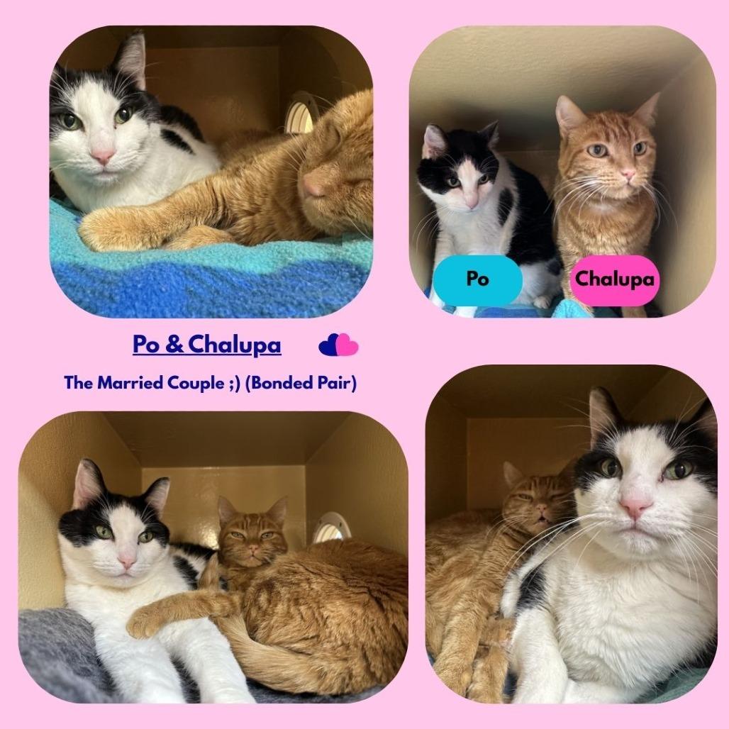 Enlarge Chalupa, a Adoptable Domestic Short Hair in Spokane, WA image 3/3