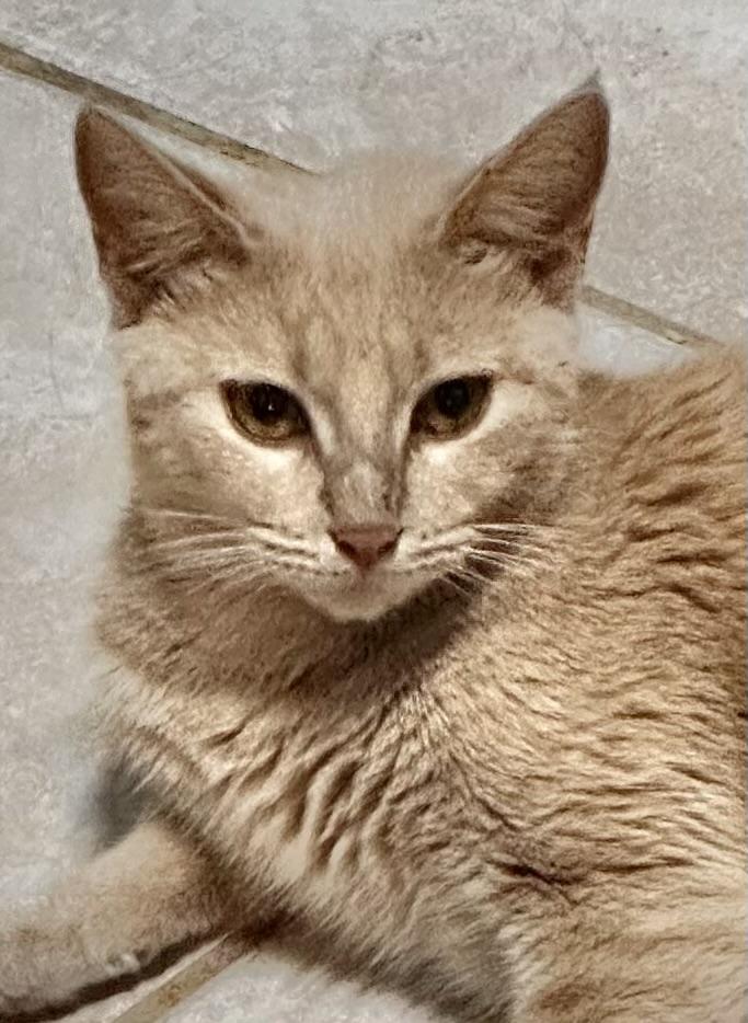 Gabriela, Adoptable, Adult Female Domestic Short Hair.