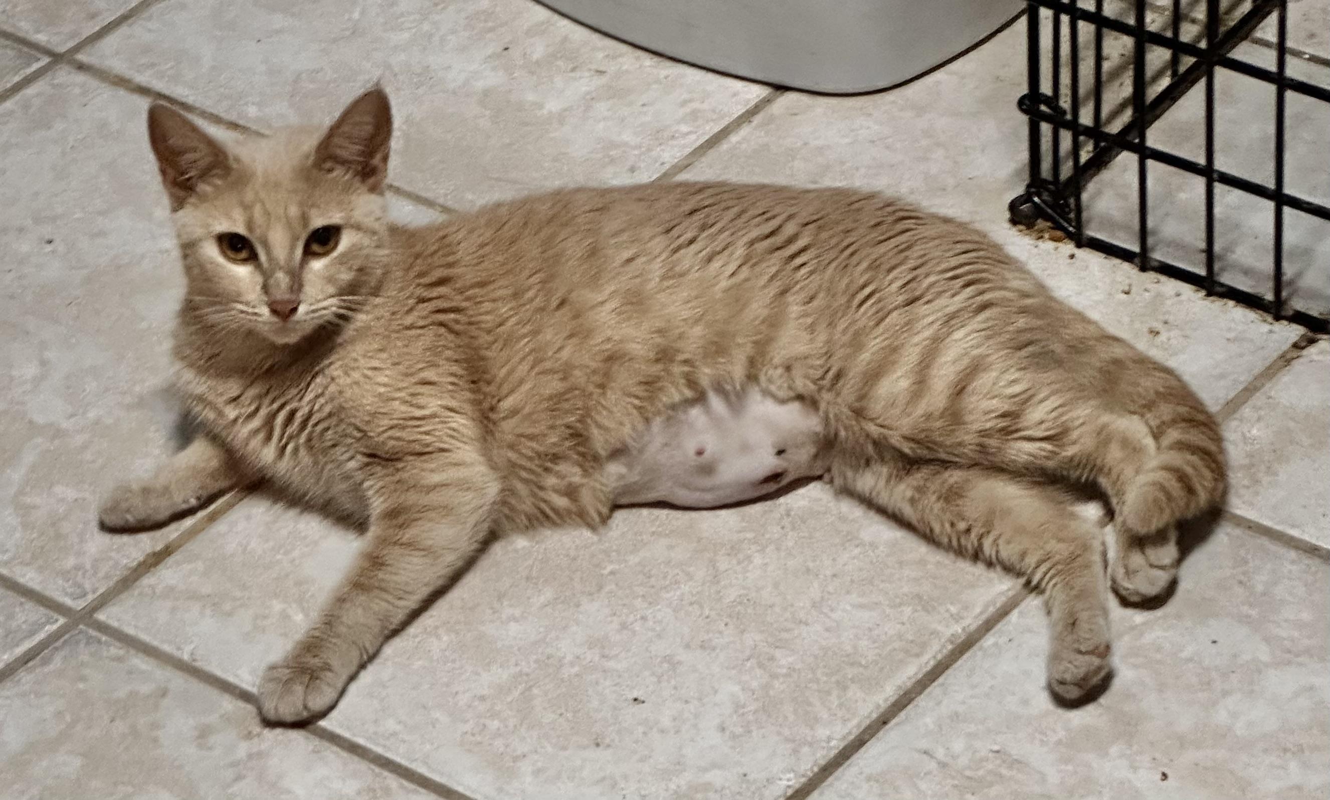 Gabriela, a Adoptable Domestic Short Hair in Lake Worth, FL image 2/2