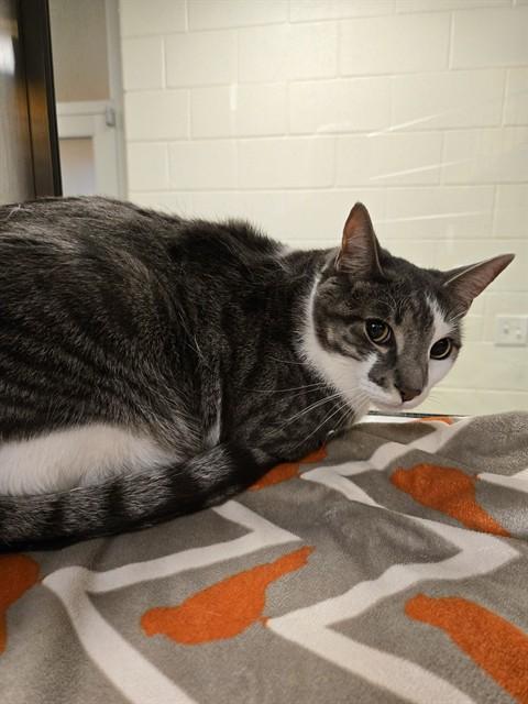 Socks A207011, adoptable, Adult Male Domestic Short Hair.