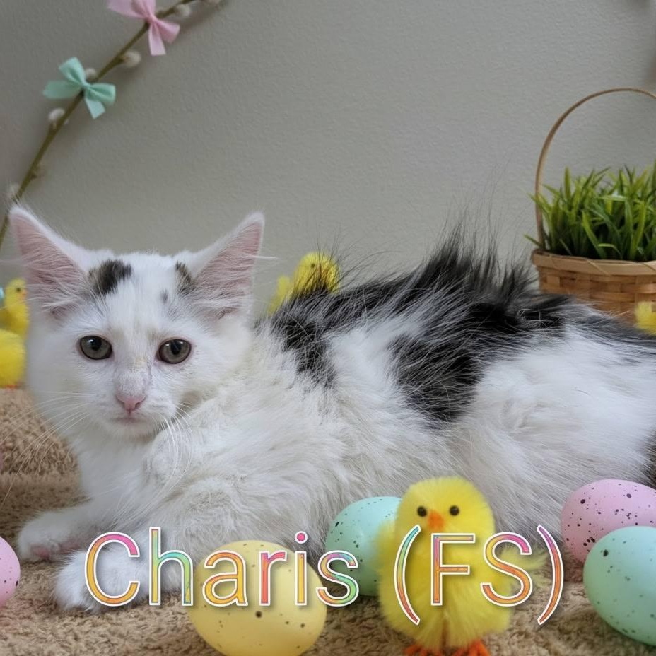 Enlarge Charis, a ADOPTABLE Domestic Long Hair in Mazon, IL image 1/1