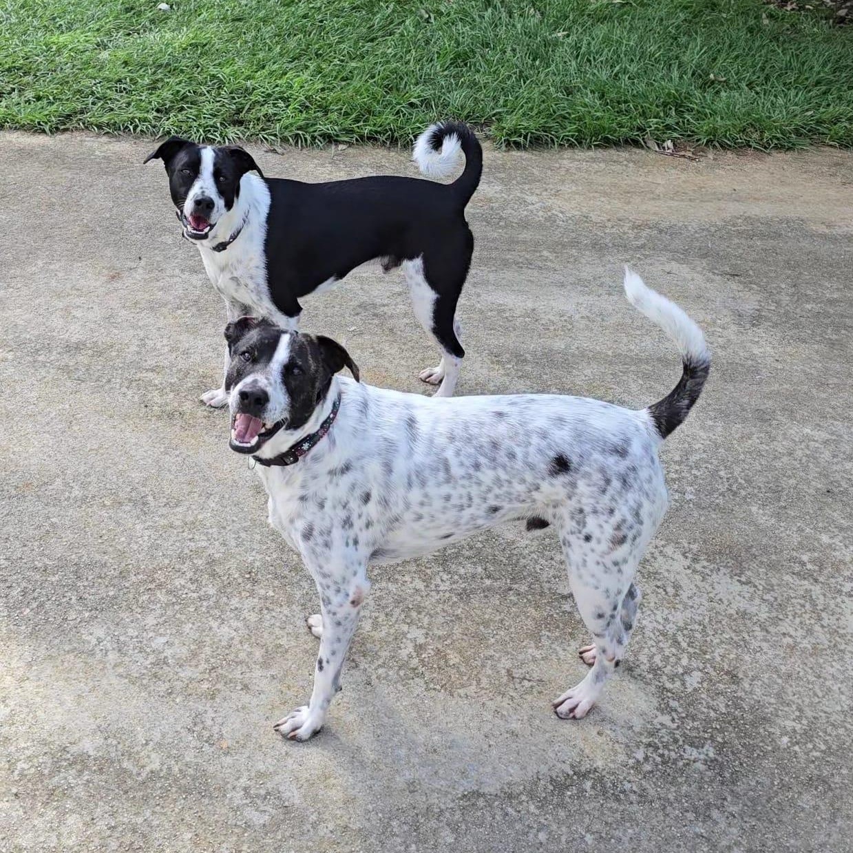 Van Gogh Bonded With thumbnail 2