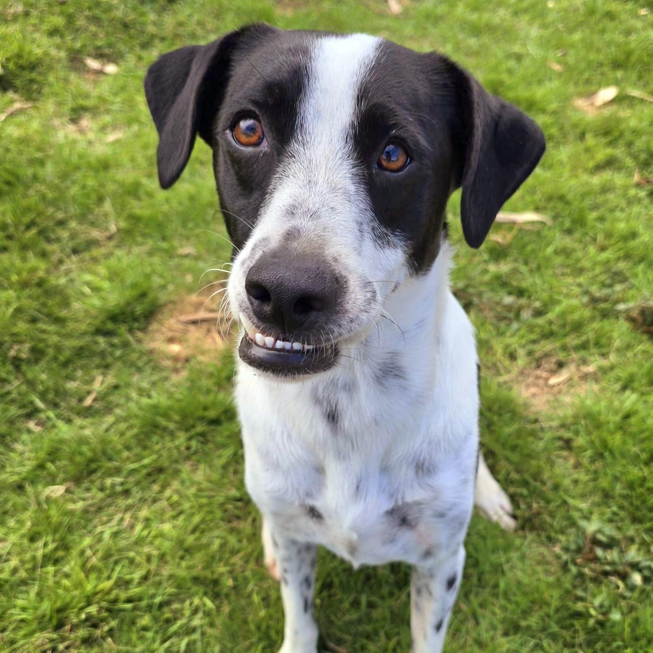 Van Gogh Bonded With thumbnail 3