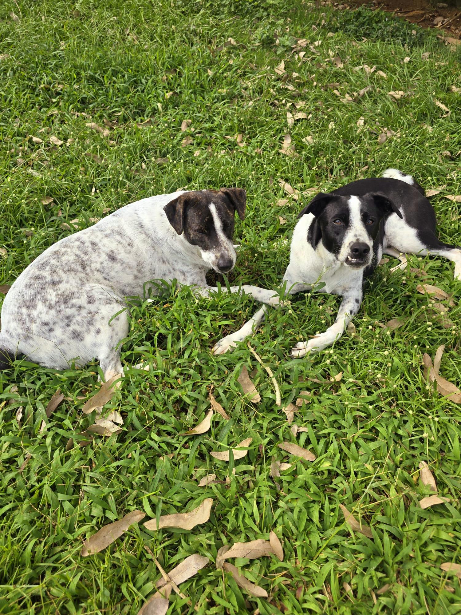 Van Gogh Bonded With thumbnail 4