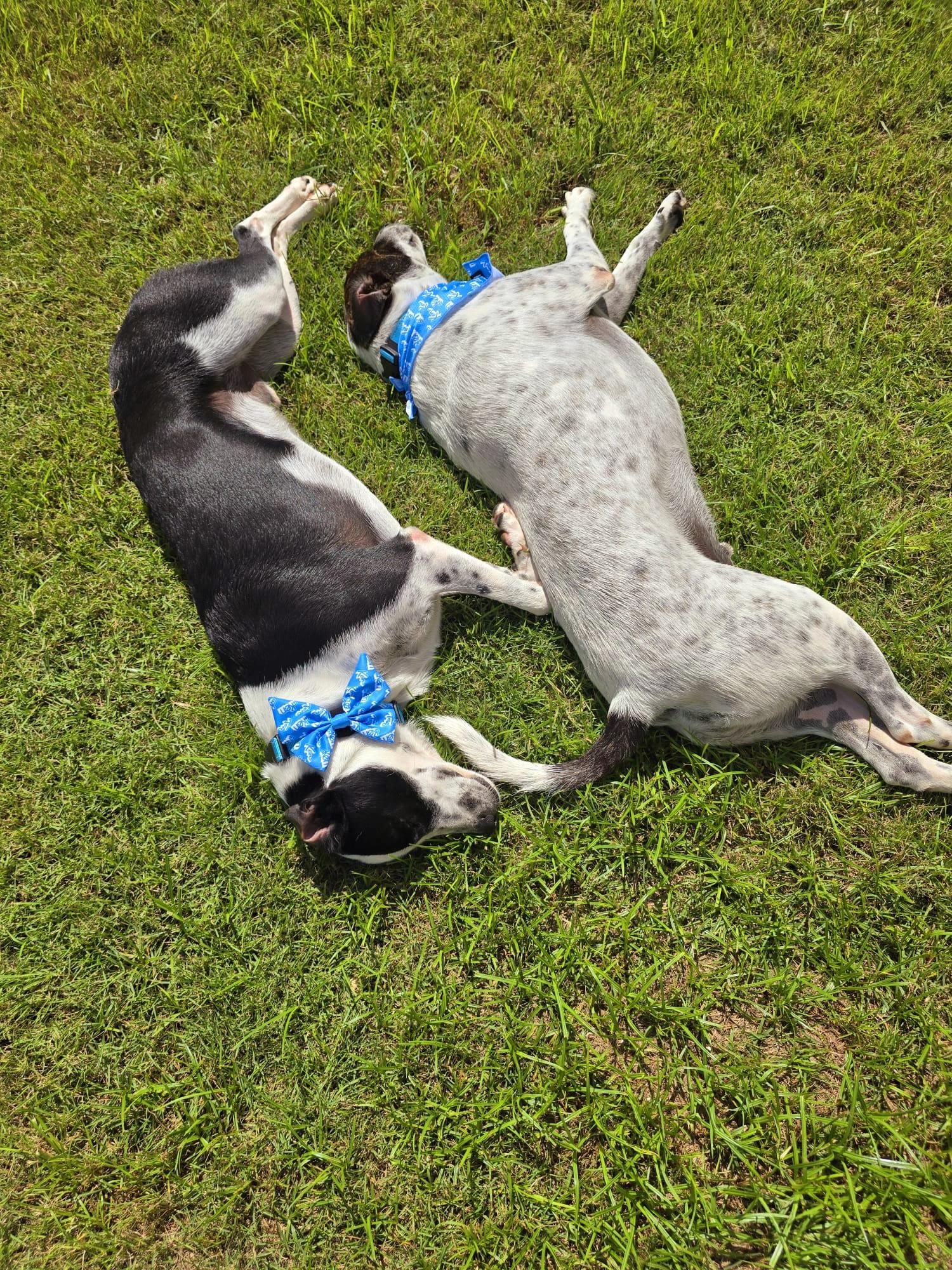 Van Gogh Bonded With thumbnail 5