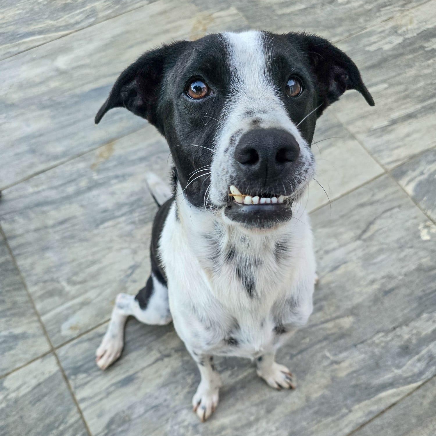 Van Gogh Bonded With thumbnail 6