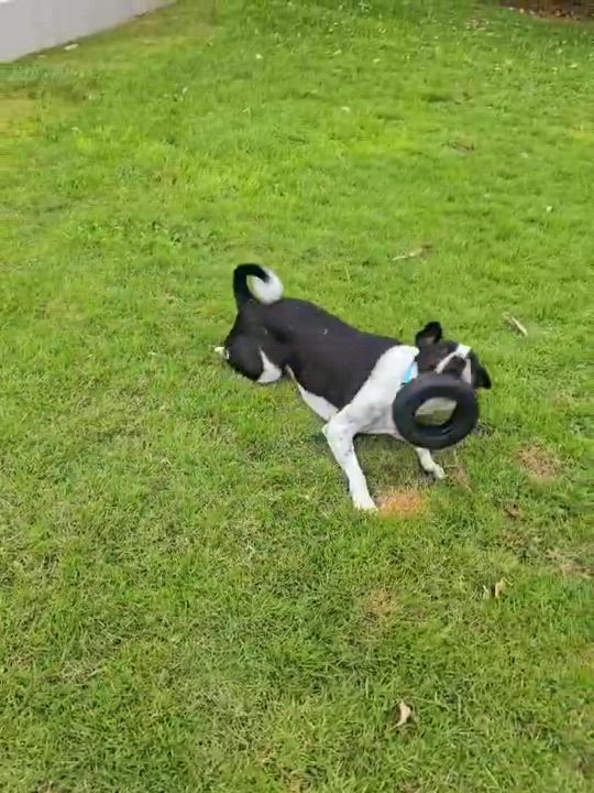Enlarge VAN GOGH "Bonded with MONET" (Out of town), a Adoptable mixed breed in New York, NY video 6/6