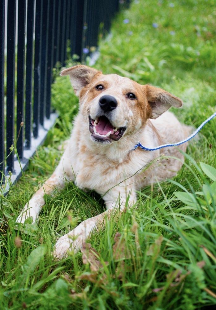Wally, Adoptable, Young Male Cattle Dog & Great Pyrenees.