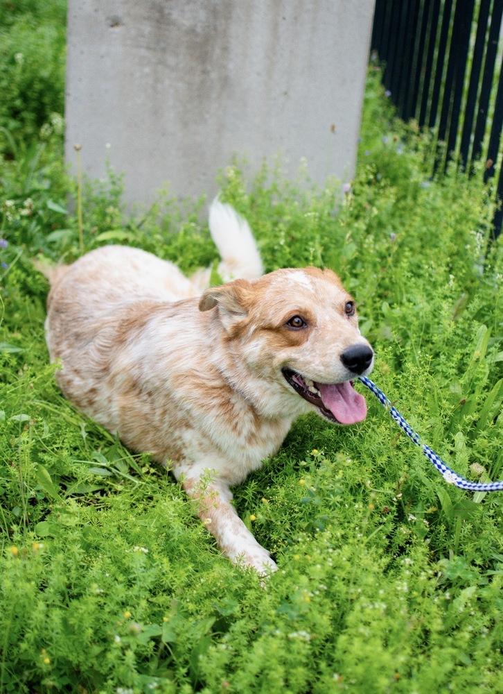 Enlarge Wally, a Adoptable mixed breed in Frankfort, NY image 2/5