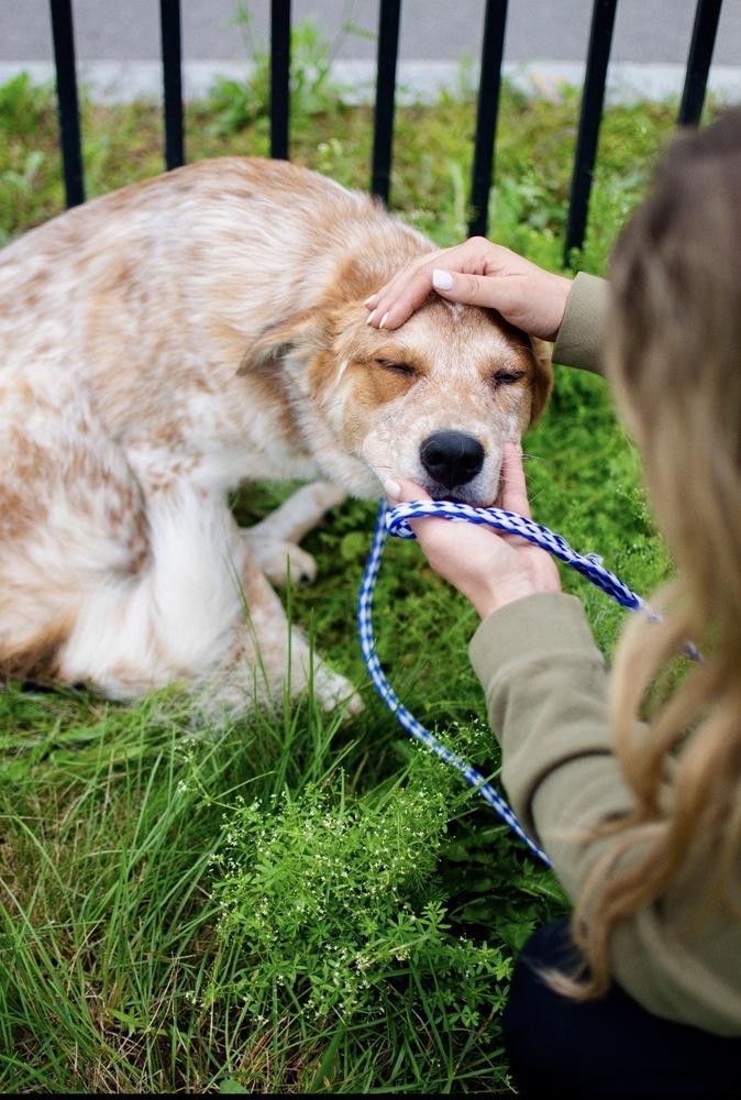 Enlarge Wally, a Adoptable mixed breed in Frankfort, NY image 3/5