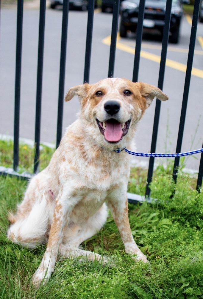 Enlarge Wally, a Adoptable mixed breed in Frankfort, NY image 4/5