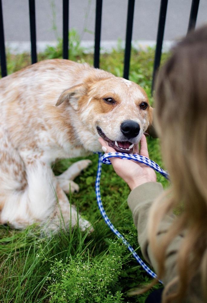 Enlarge Wally, a Adoptable mixed breed in Frankfort, NY image 5/5