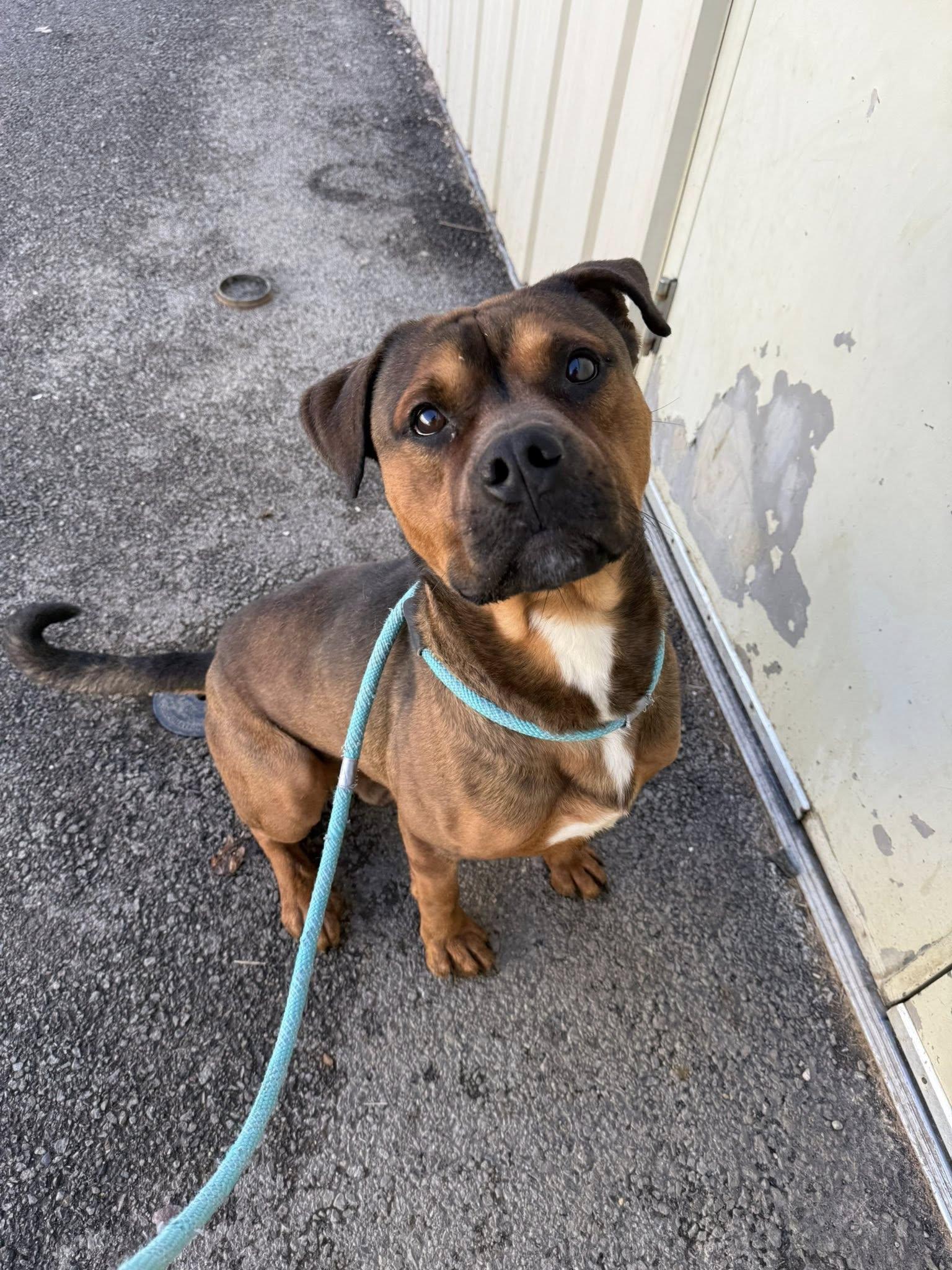 Enlarge Roscoe, a Adoptable Mixed Breed in Tremont, IL image 1/1