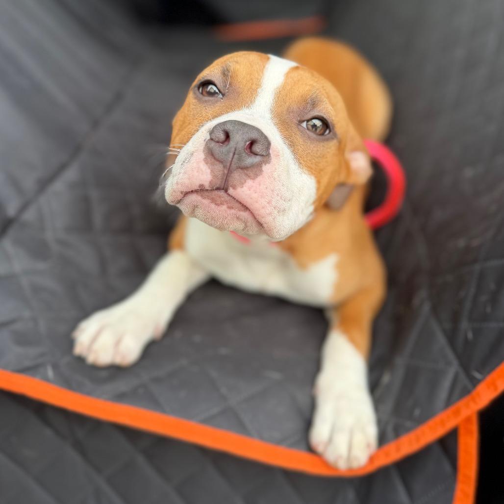 Sammy Sweetheart, a Adoptable Mixed Breed in Medford, NJ image 2/6