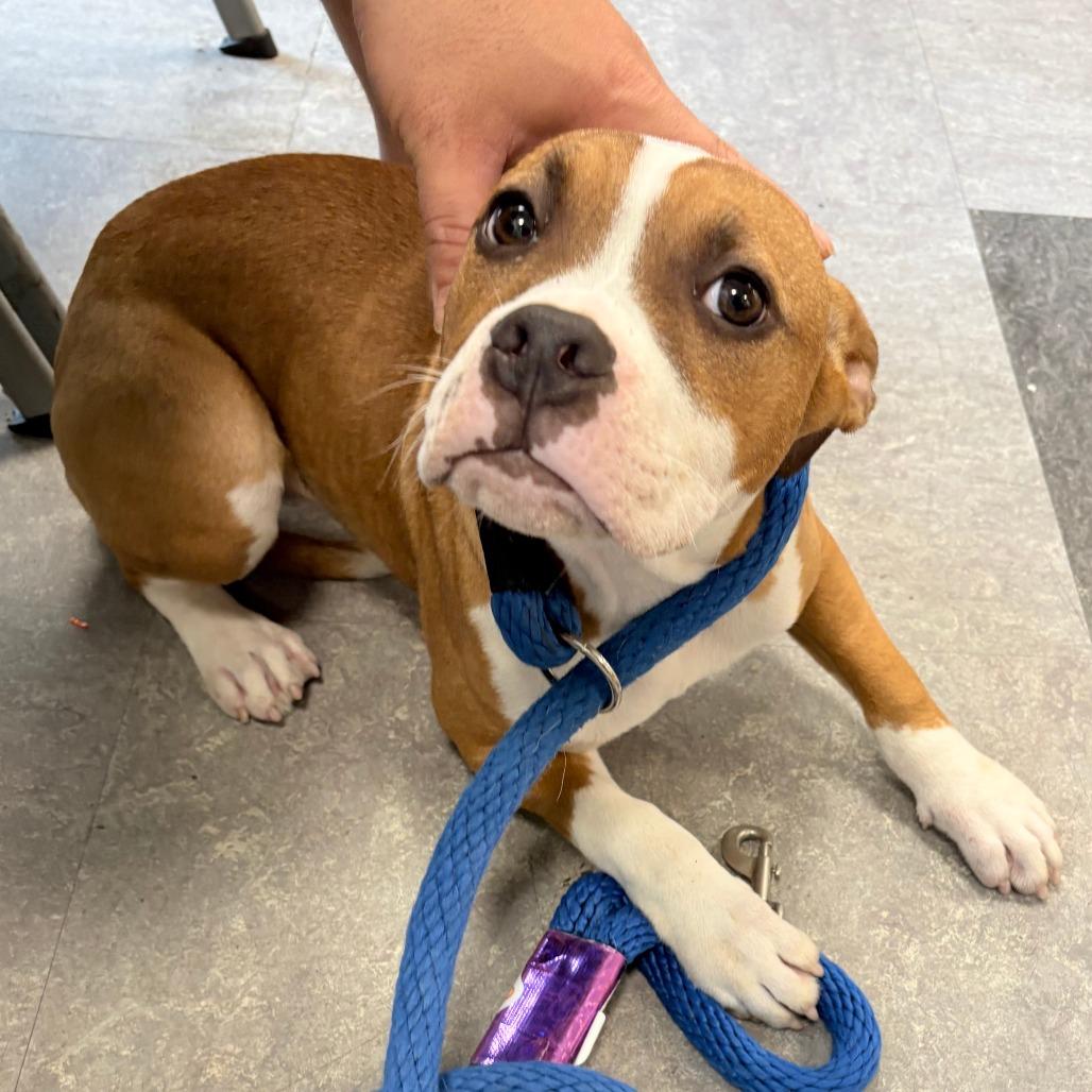 Sammy Sweetheart, a Adoptable Mixed Breed in Medford, NJ image 3/6