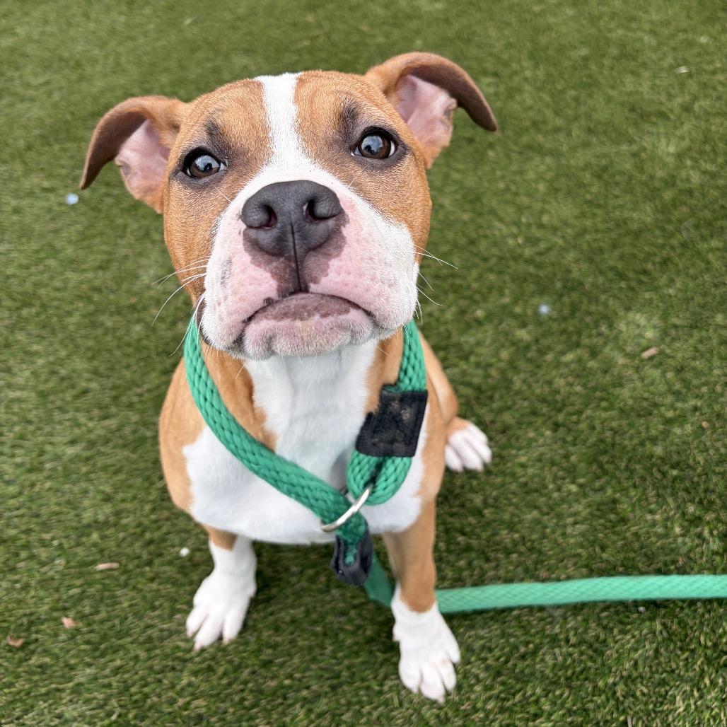 Sammy Sweetheart, a Adoptable Mixed Breed in Medford, NJ image 4/6