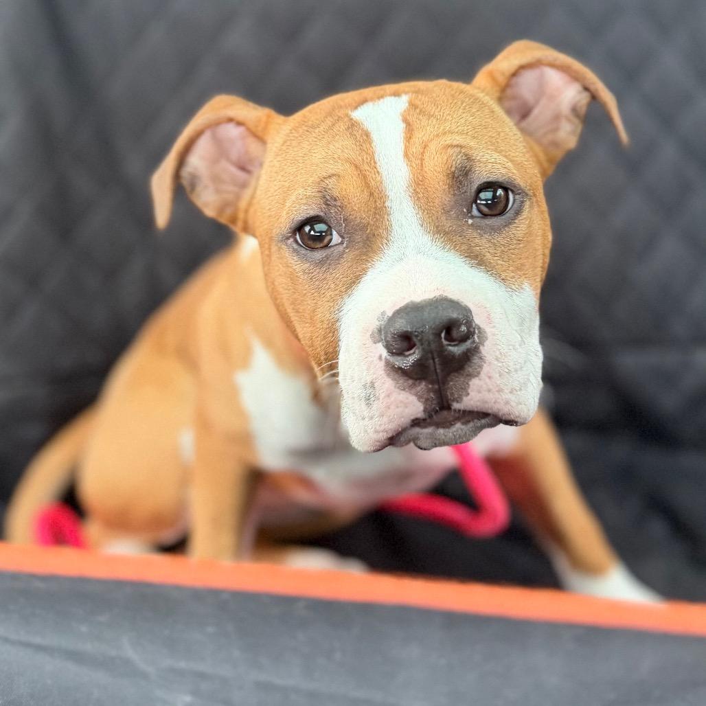 Sammy Sweetheart, a Adoptable Mixed Breed in Medford, NJ image 5/6