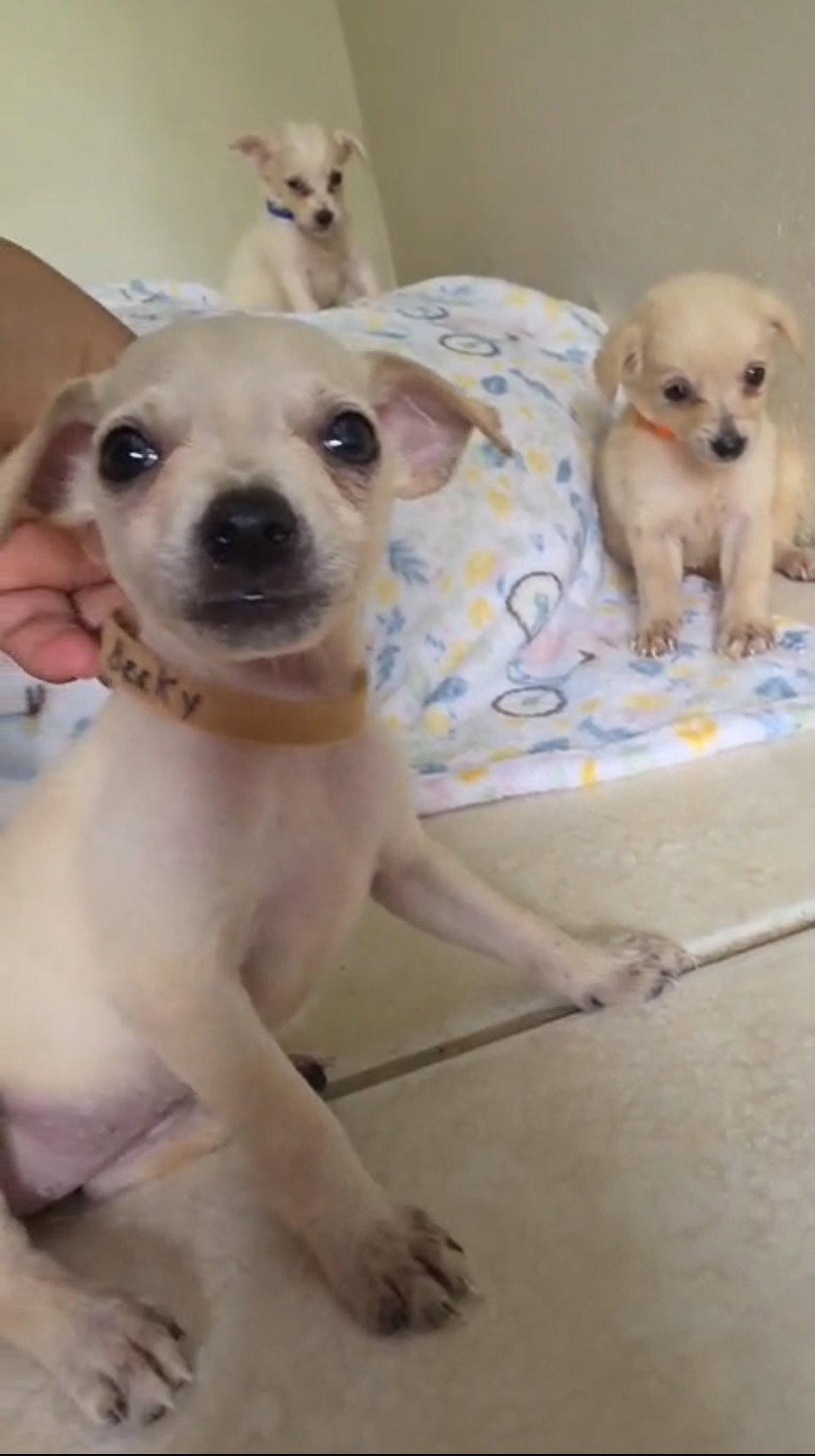 Becky, Adoptable, Puppy Female Chihuahua.