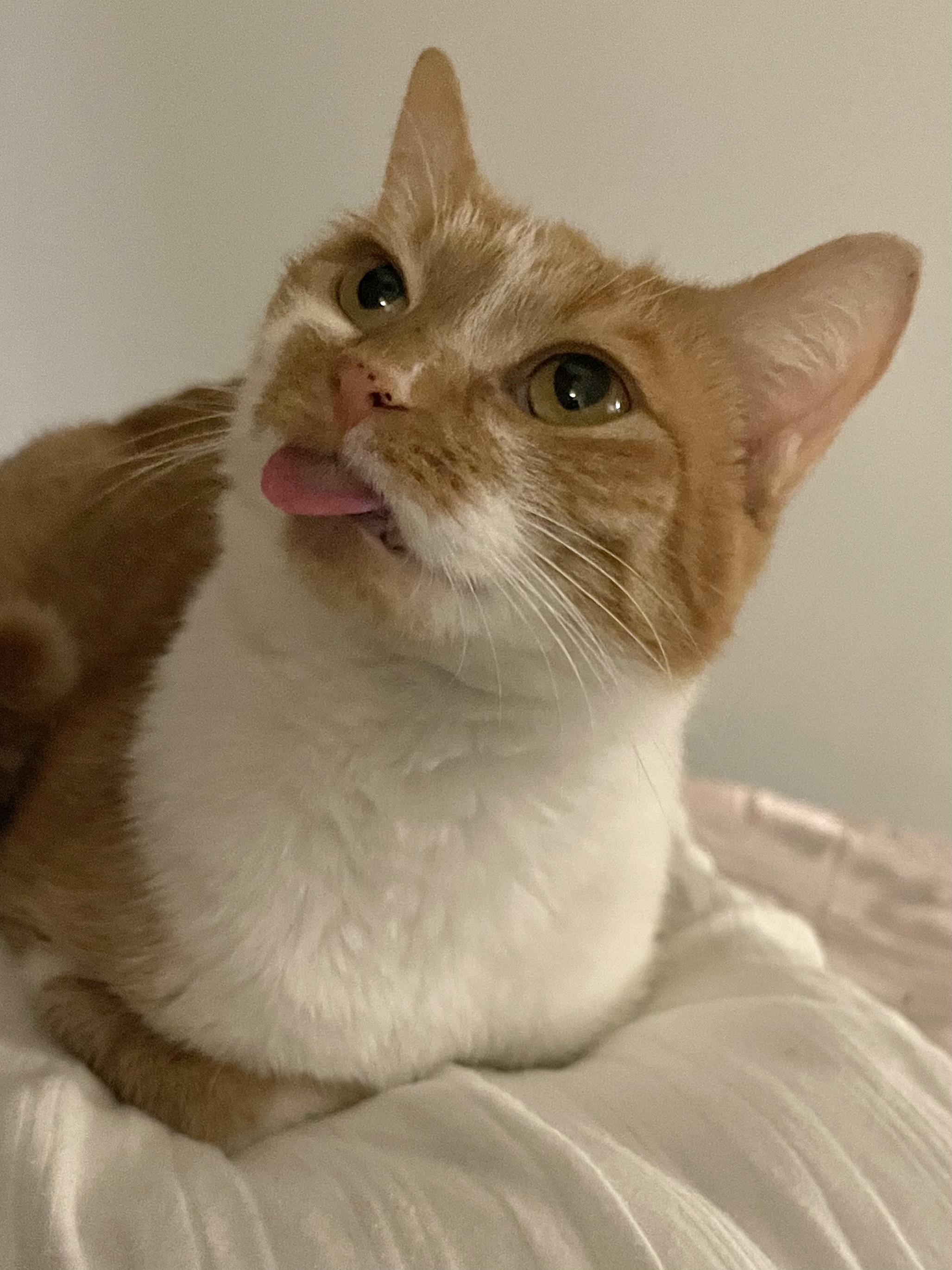 Enlarge Josie, a Adoptable Domestic Short Hair in Greensboro, NC image 1/6