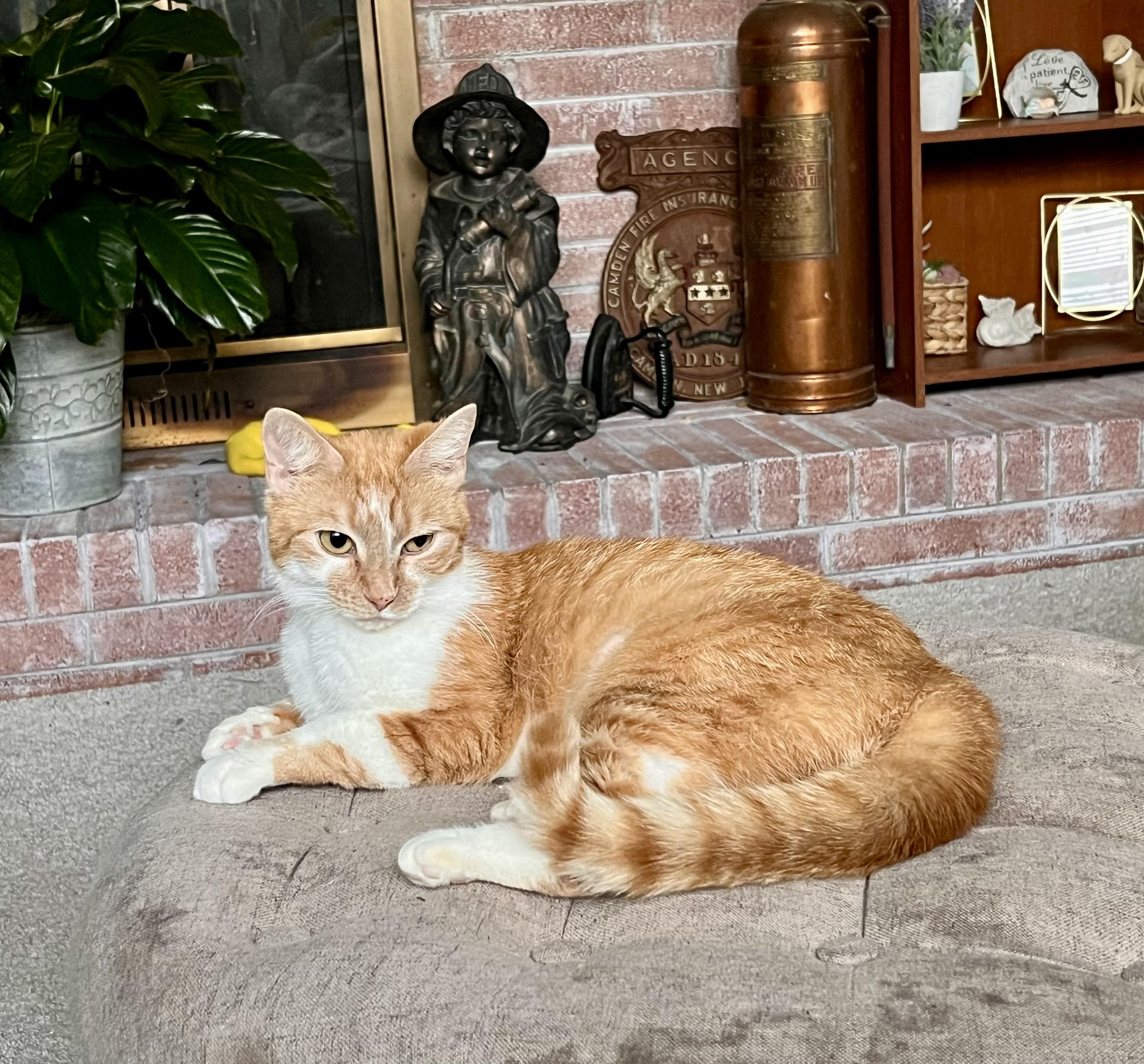 Enlarge Josie, a Adoptable Domestic Short Hair in Greensboro, NC image 3/6