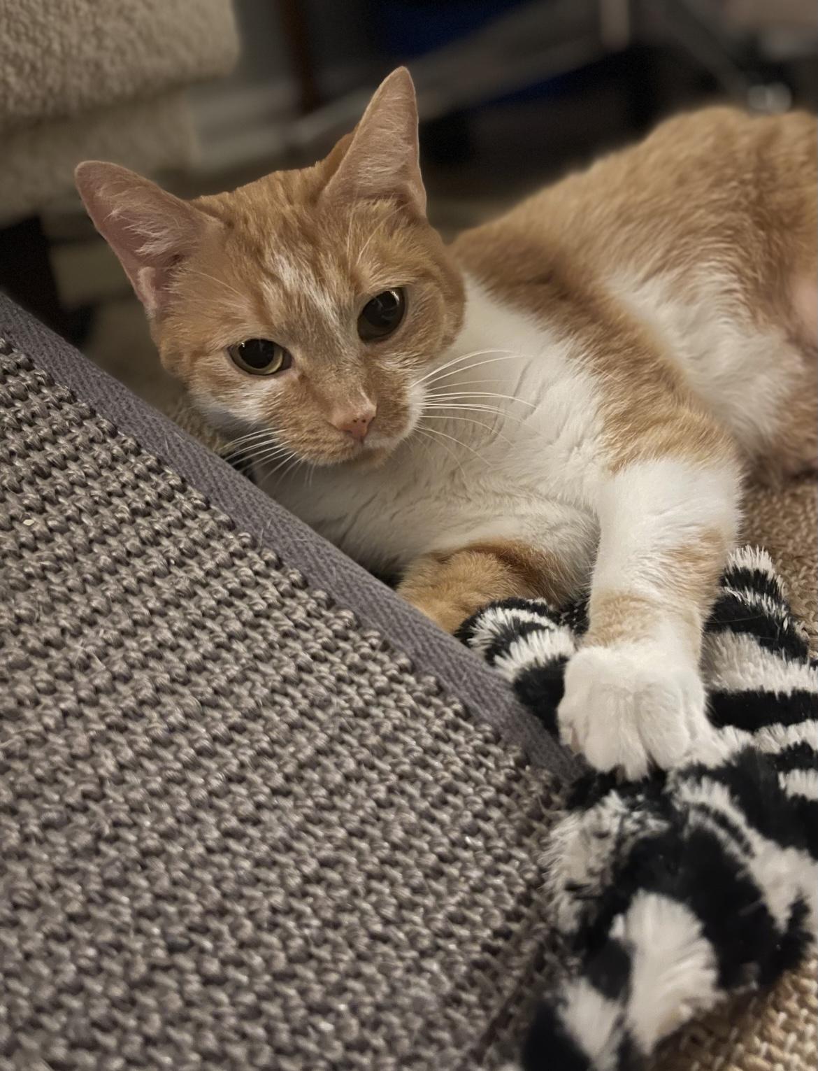 Enlarge Josie, a Adoptable Domestic Short Hair in Greensboro, NC image 6/6