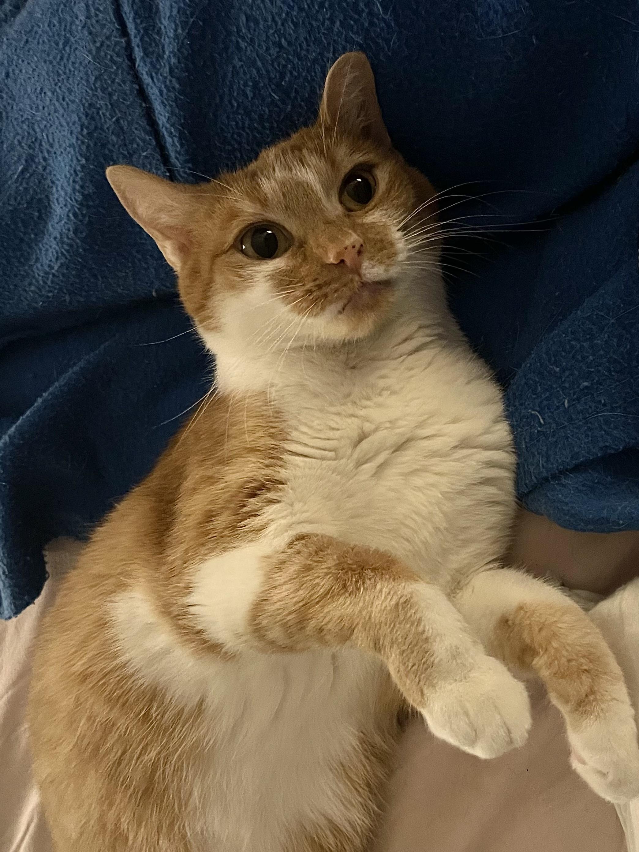 Enlarge Josie, a Adoptable Domestic Short Hair in Greensboro, NC image 2/6