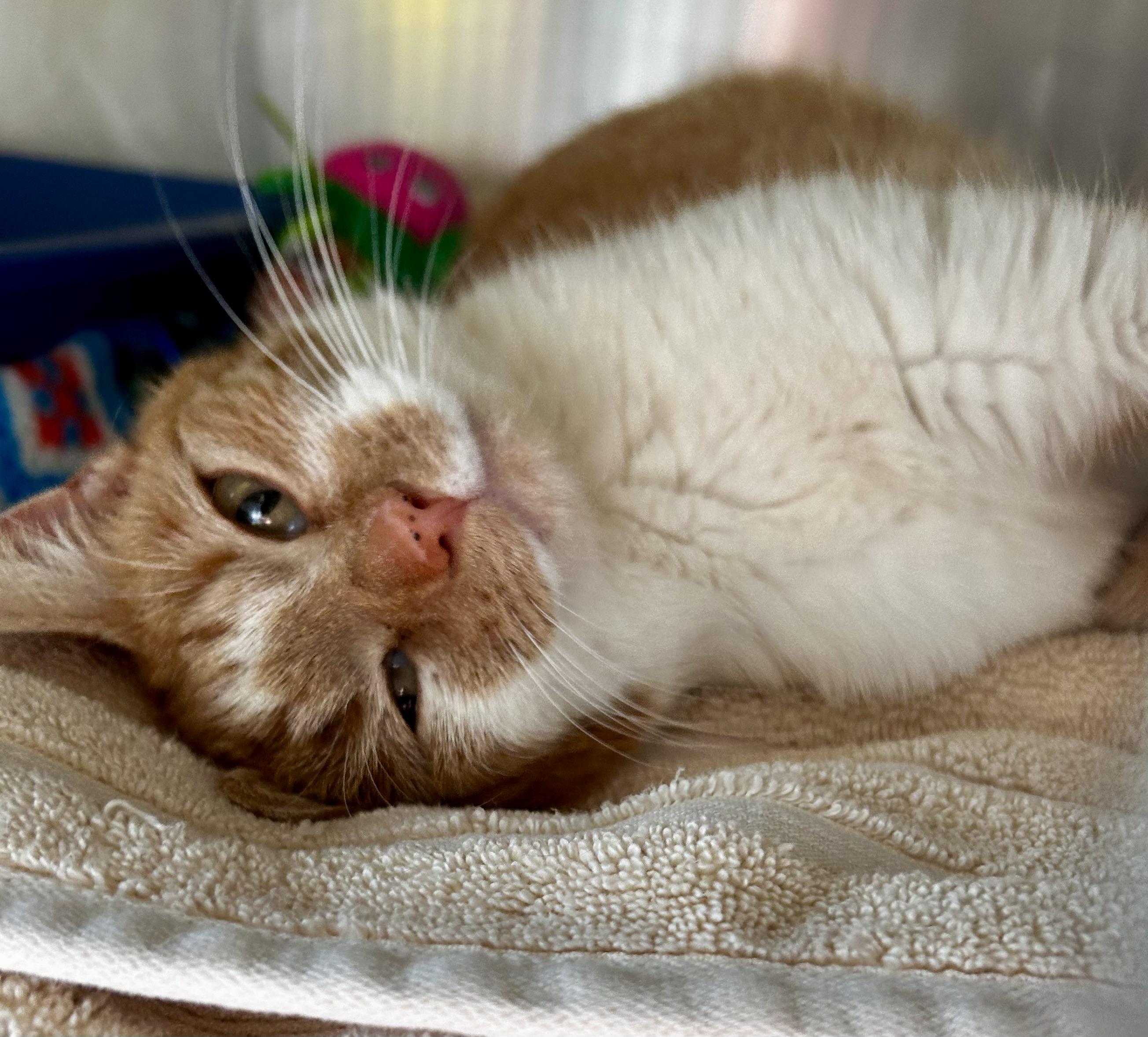 Enlarge Josie, a Adoptable Domestic Short Hair in Greensboro, NC image 4/6