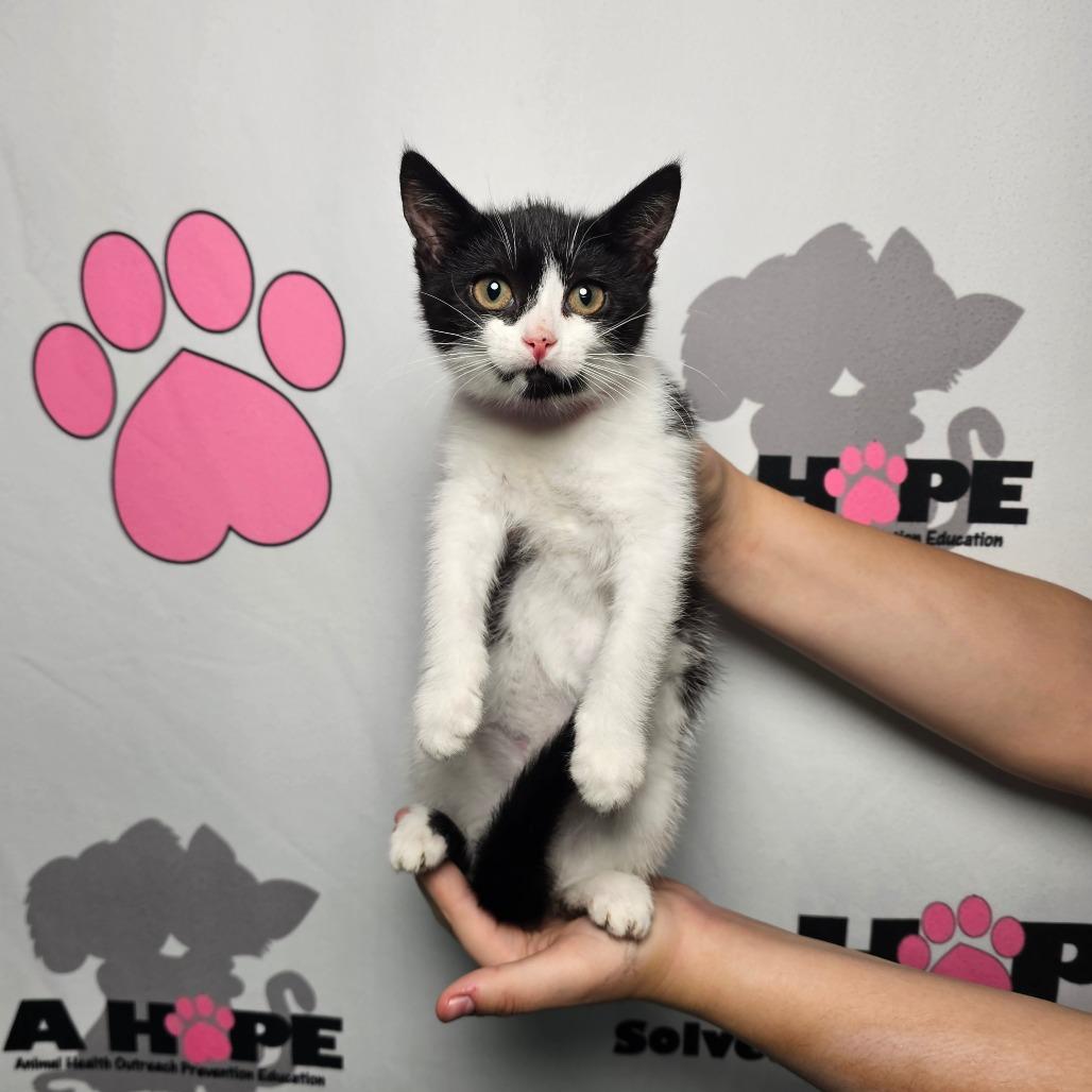 Flip, Adoptable, Kitten Female American Shorthair.