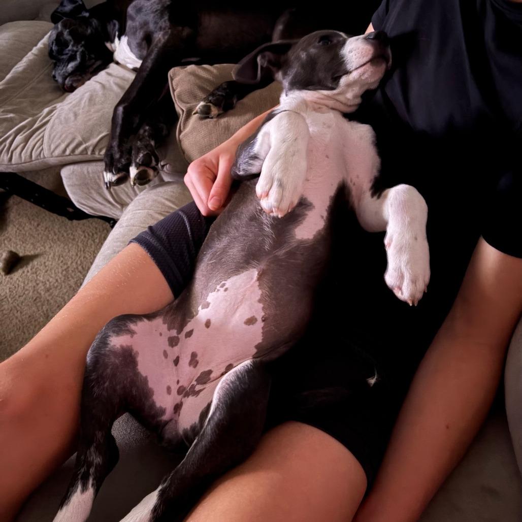 Enlarge Stella, a Adoptable Mixed Breed in Springboro, OH image 1/6