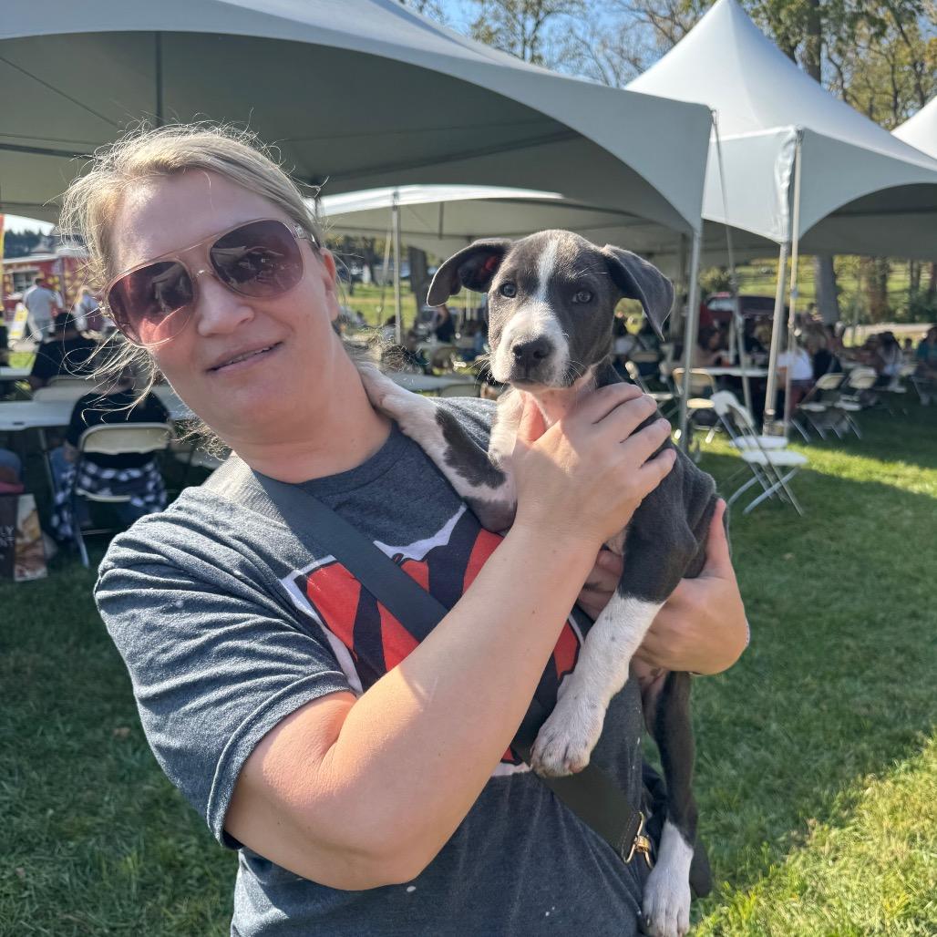 Enlarge Stella, a Adoptable Mixed Breed in Springboro, OH image 3/6