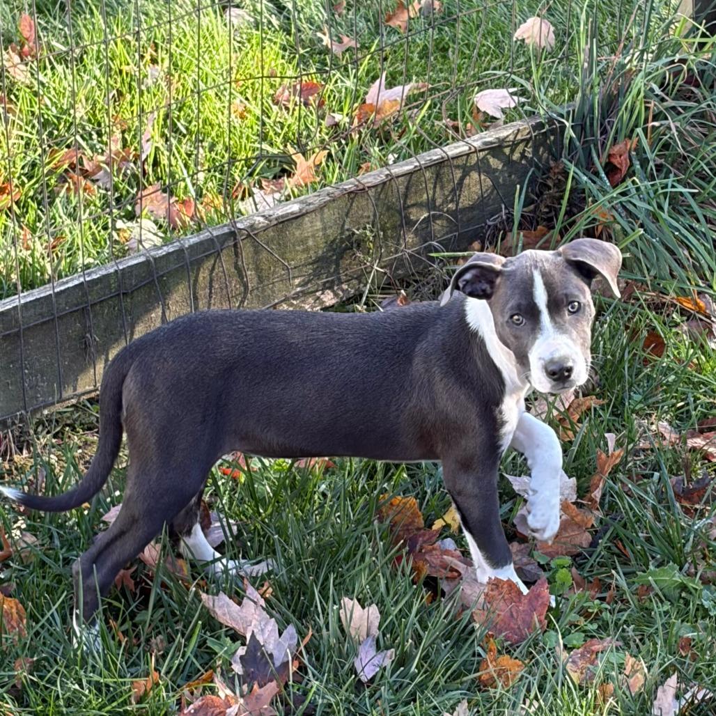 Enlarge Stella, a Adoptable Mixed Breed in Springboro, OH image 5/6