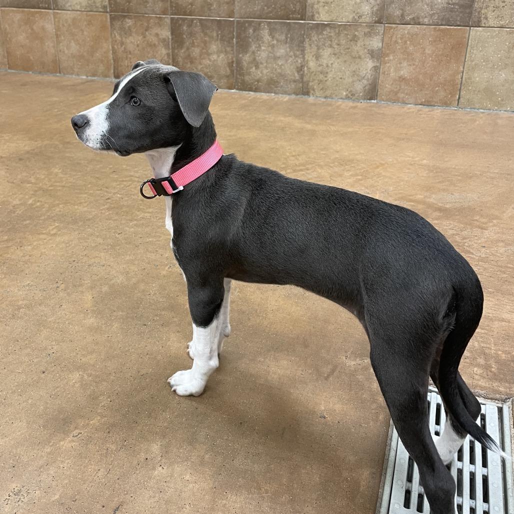 Enlarge Stella, a Adoptable Mixed Breed in Springboro, OH image 1/1