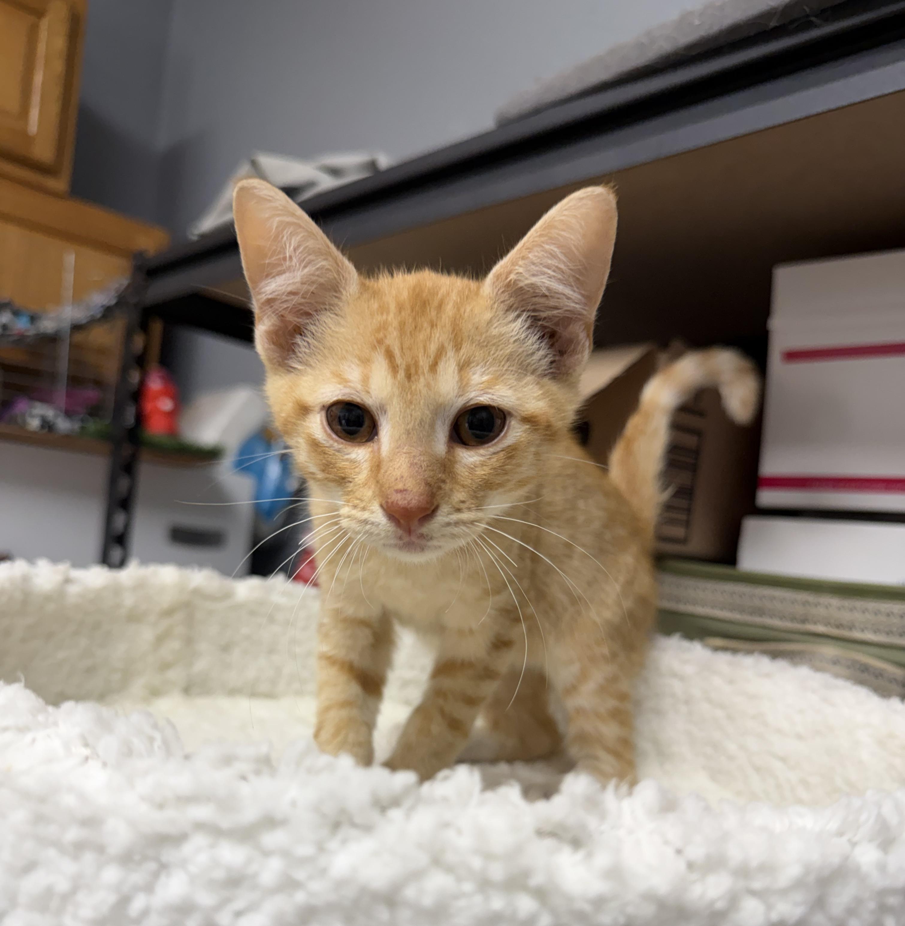 Enlarge Ben, a Adoptable Domestic Short Hair in Dyersburg, TN image 3/3