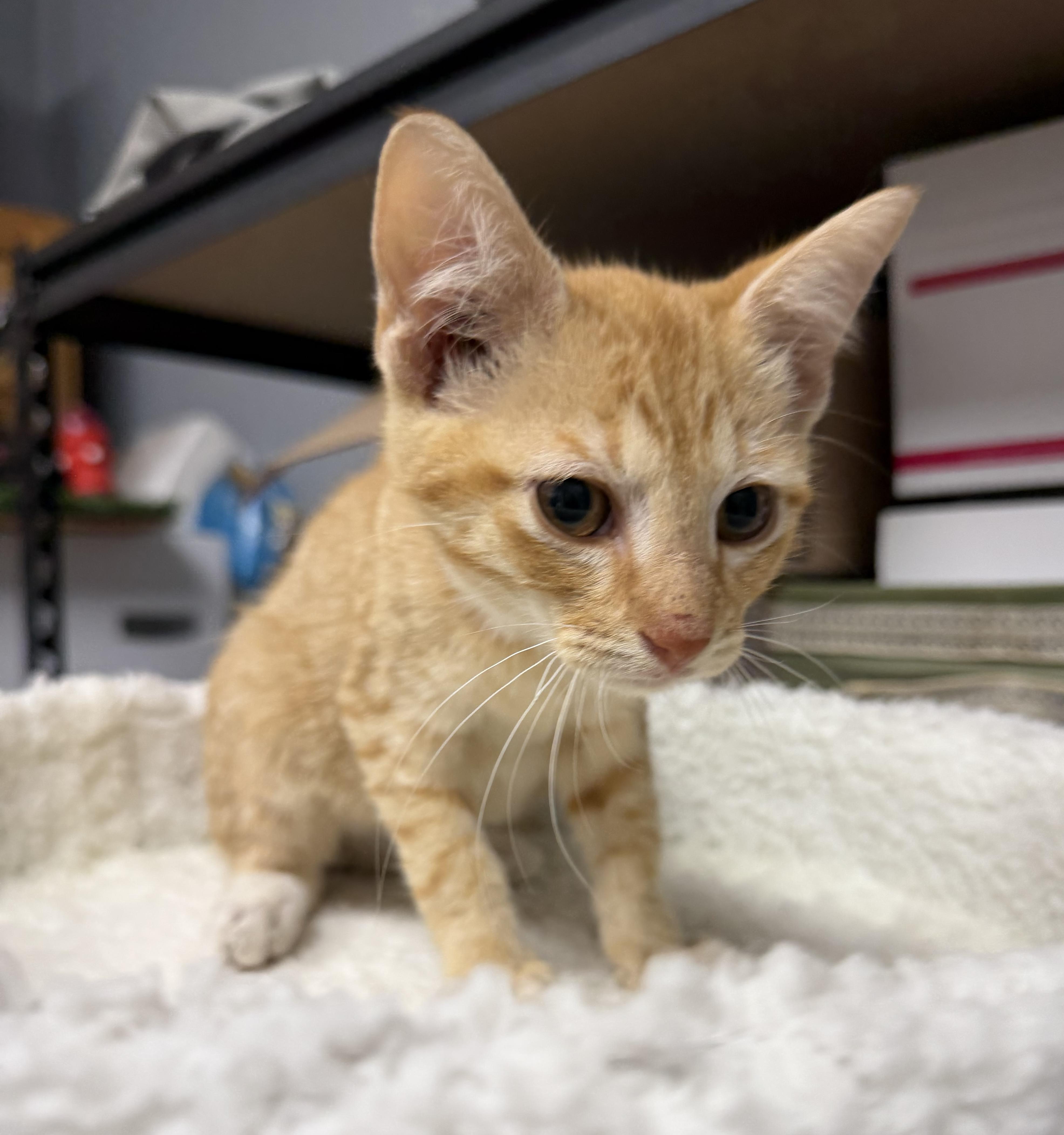Enlarge Ben, a Adoptable Domestic Short Hair in Dyersburg, TN image 2/3