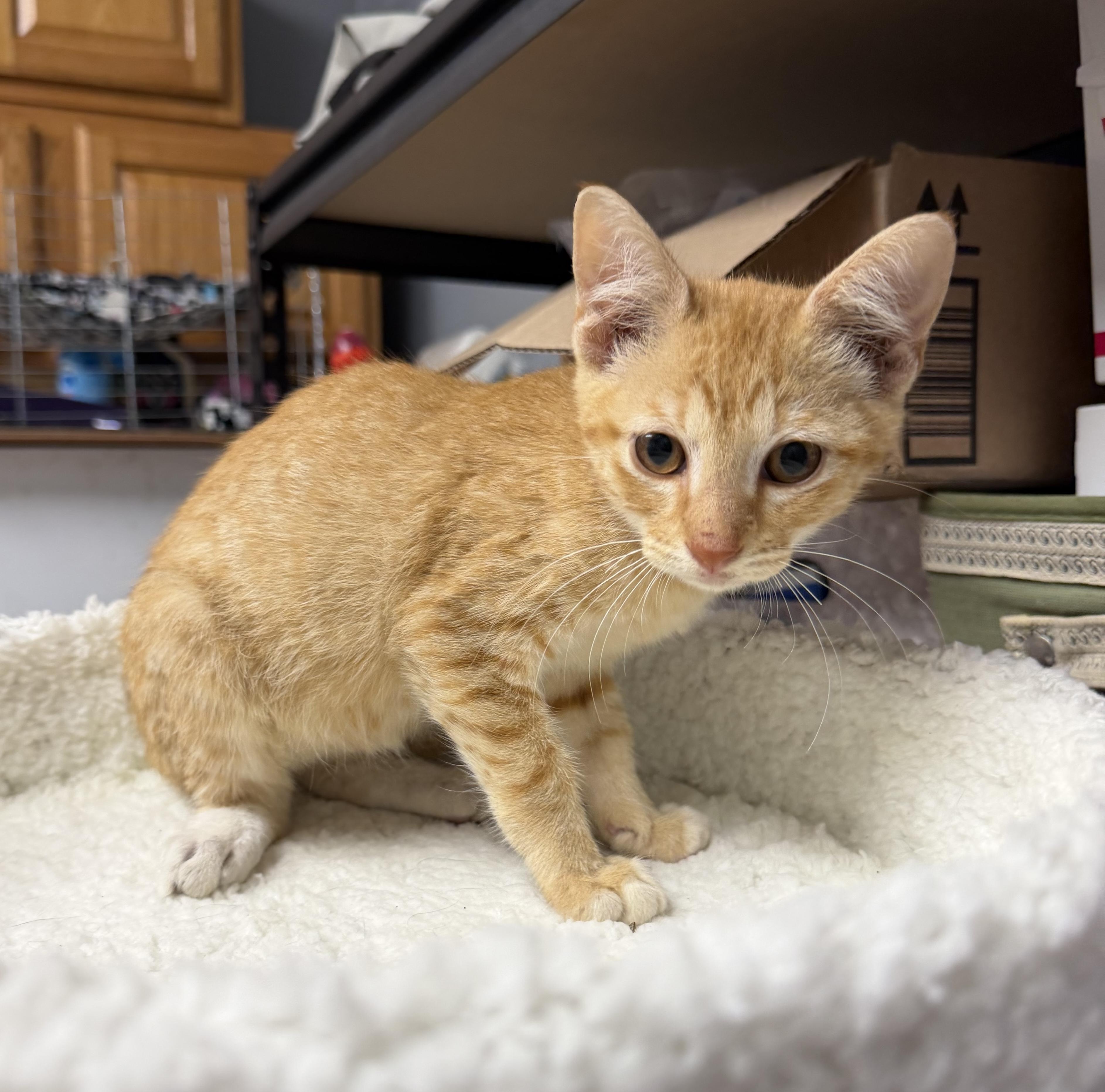 Enlarge Ben, a Adoptable Domestic Short Hair in Dyersburg, TN image 1/3