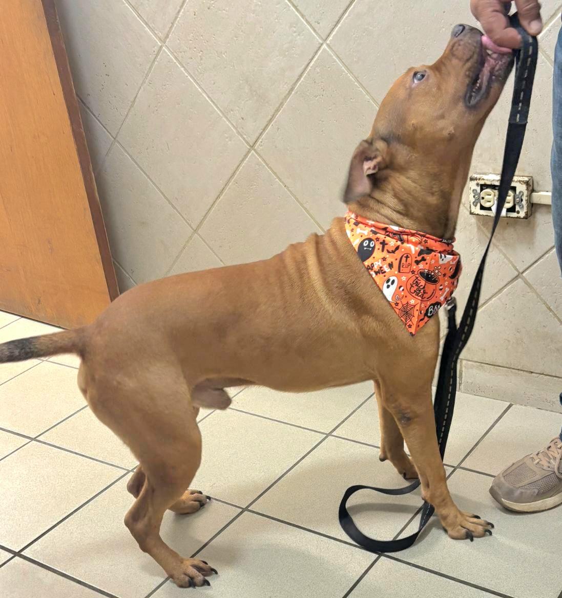 Puchi Love "i Am thumbnail 3