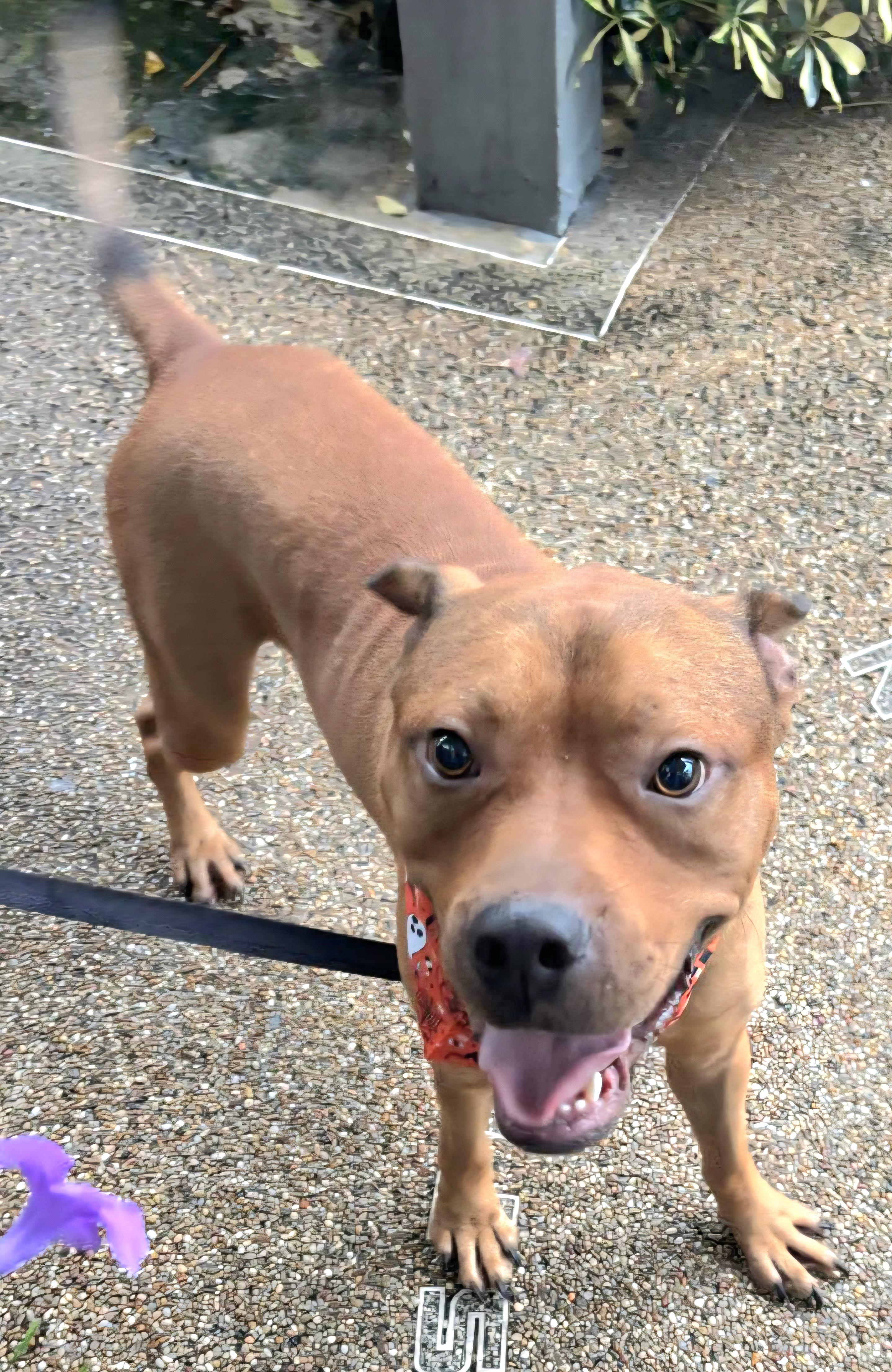 Puchi Love "i Am thumbnail 5