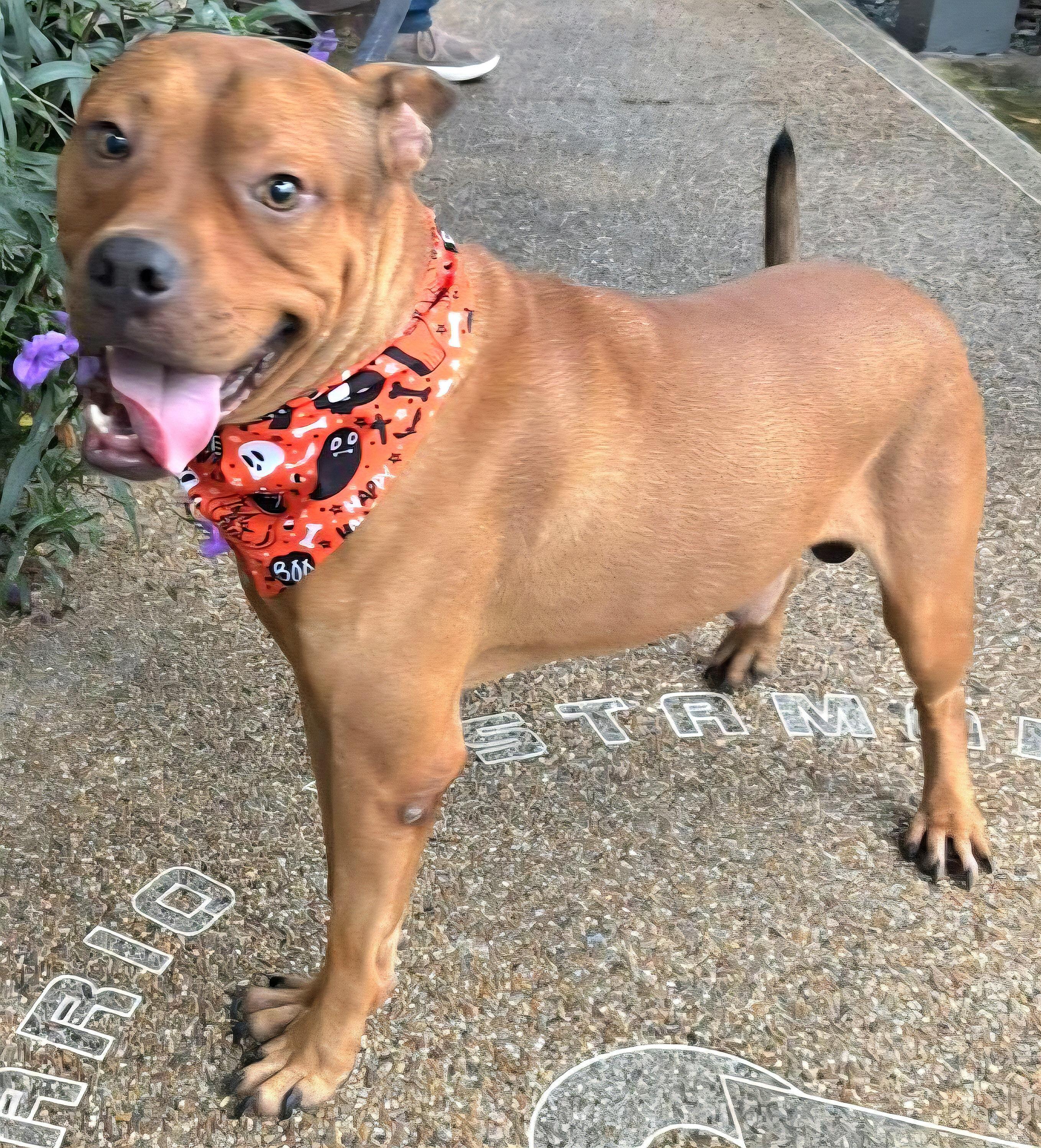 Puchi Love "i Am thumbnail 6