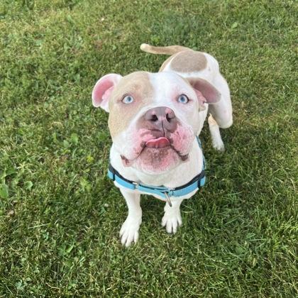 Enlarge Morris, an adoptable Mixed Breed in Dubuque, IA image 2/2