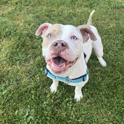 Enlarge Morris, an adoptable Mixed Breed in Dubuque, IA image 1/2