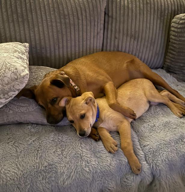 Enlarge Mickey, a ADOPTABLE mixed breed in Manhasset, NY image 3/6