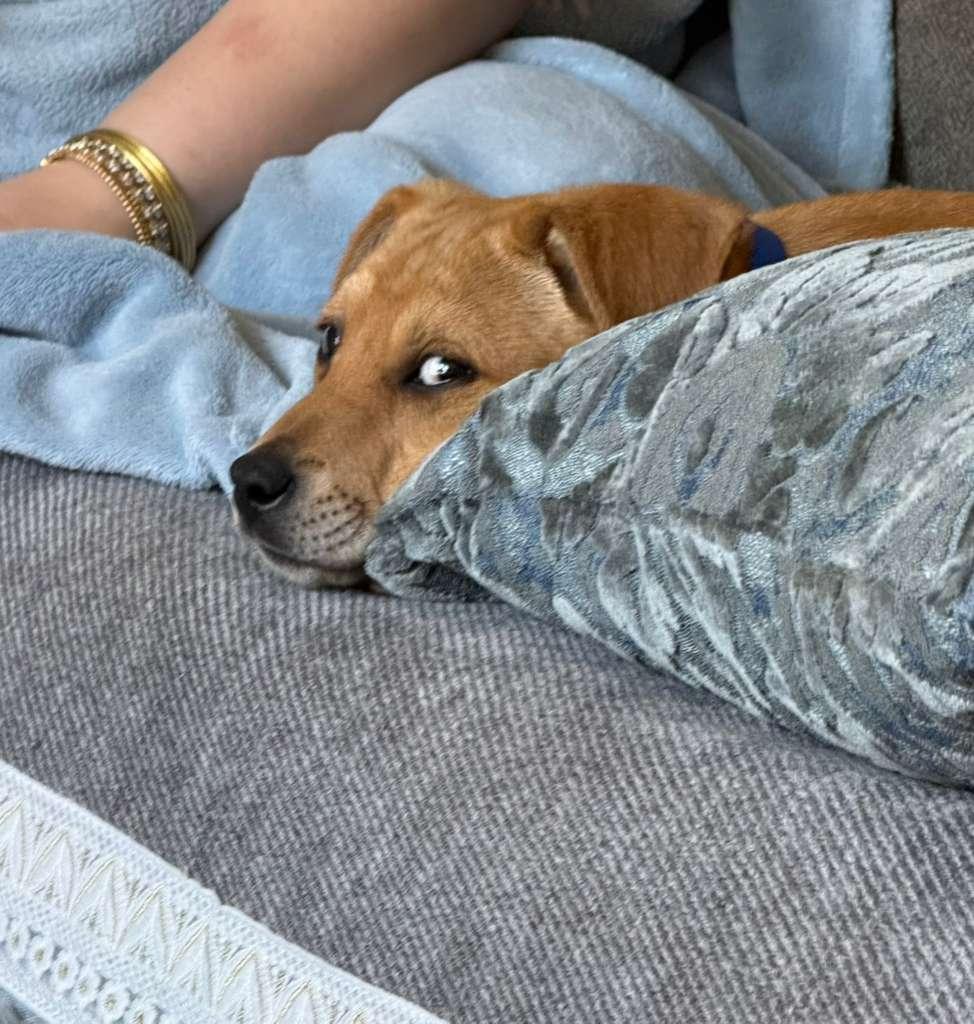 Enlarge Mickey, a ADOPTABLE mixed breed in Manhasset, NY image 6/6